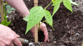 how to grow French beans: planting out French bean variety Cobra
