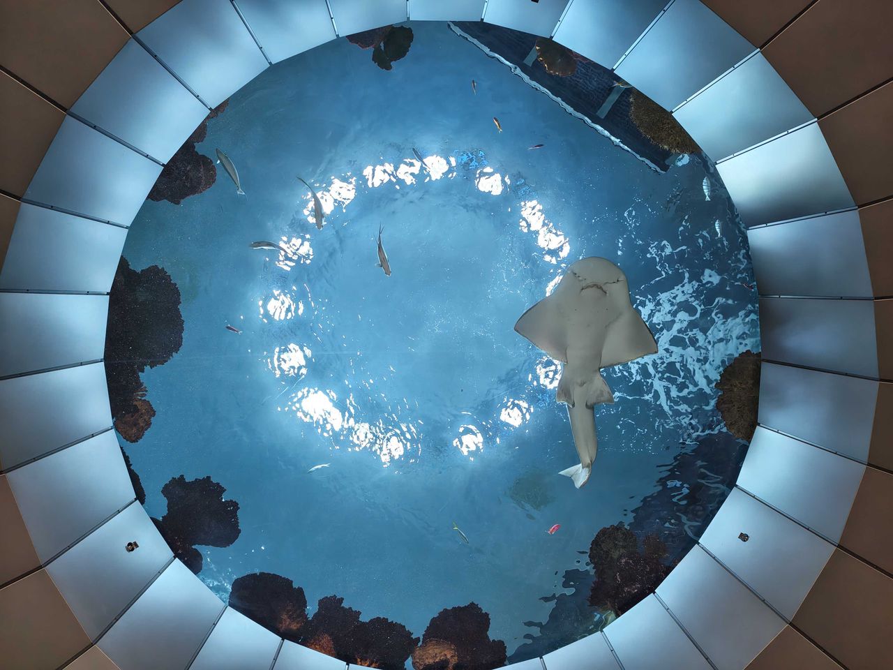 An aquarium opening with fish