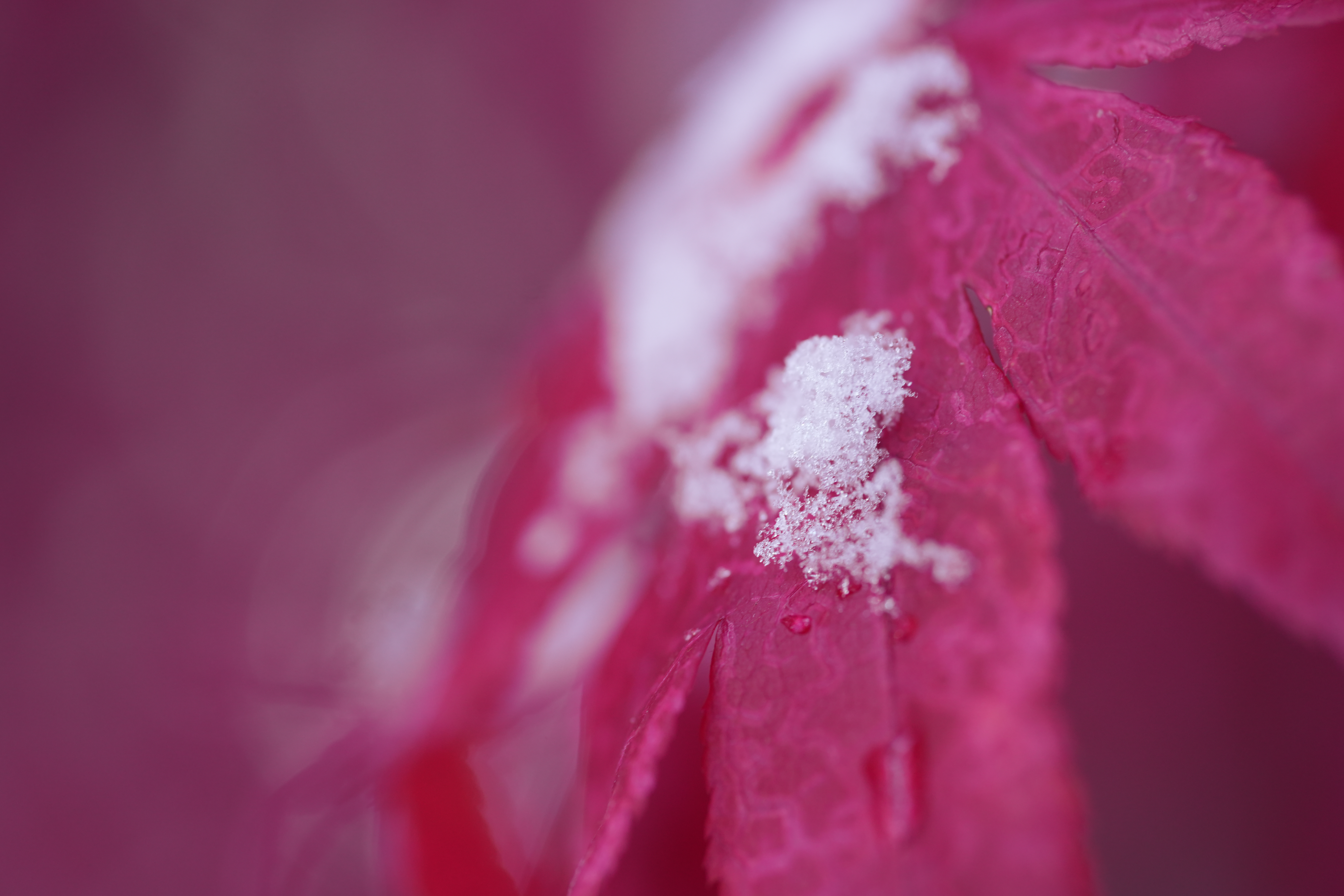 A snowy fall photograph taken with the Sony FE 100mm f/2.8 Macro GM OSS