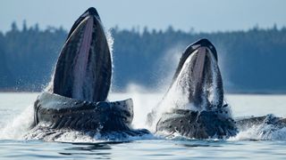 Close up of the inside of the mouths of two humpback whales lunge feeding out of the water near the village of Angoon.