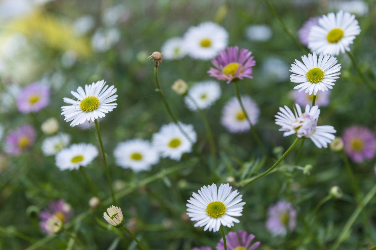 You can still get pleasing shallow depth of field effects using the kit lens