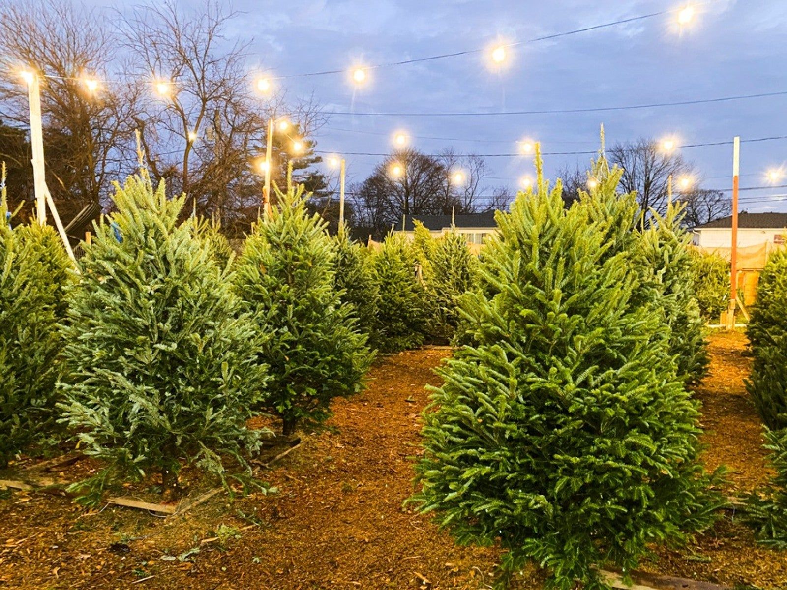 Pick The Perfect Christmas Tree How To Choose The Right Variety