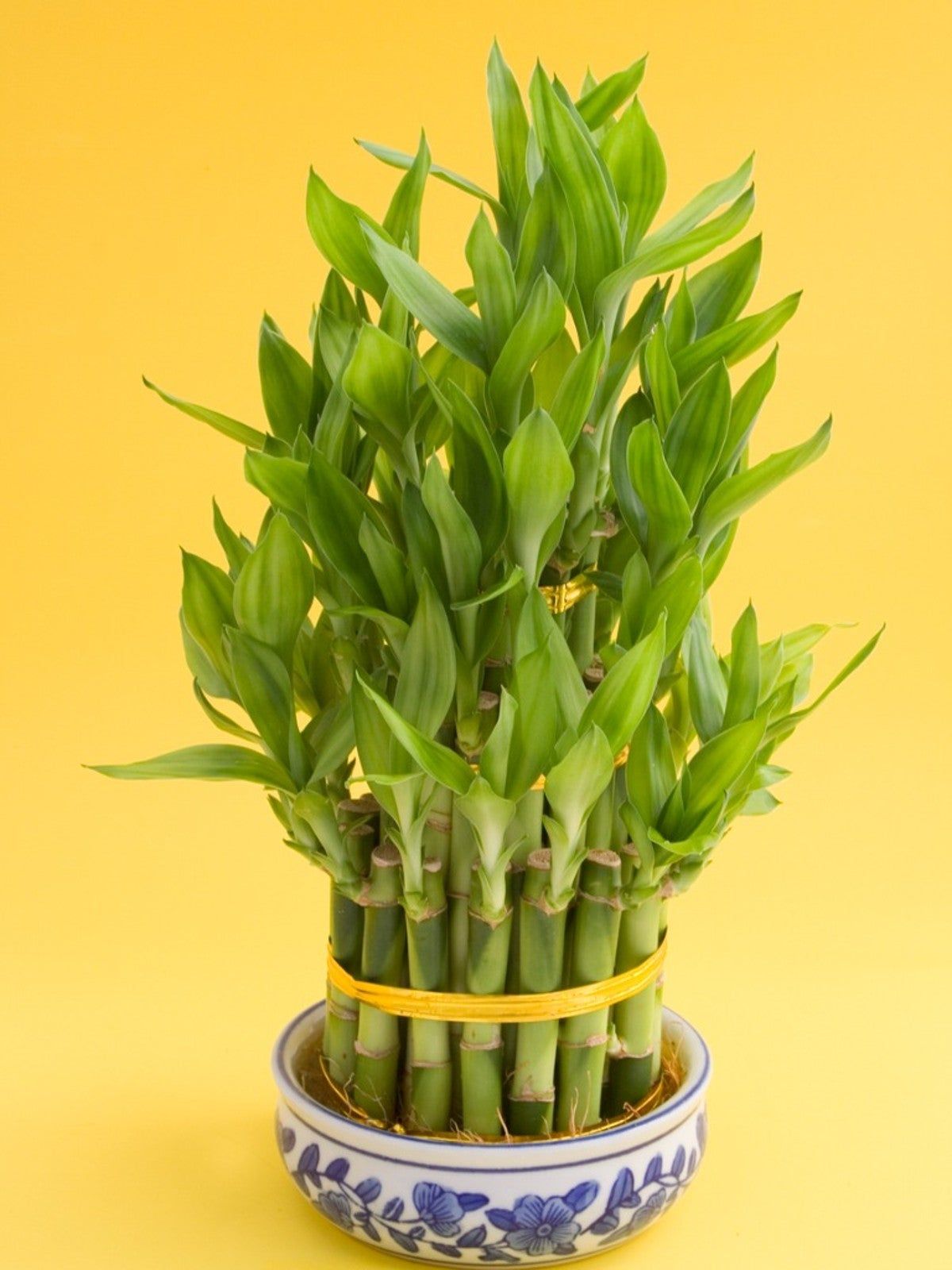 A Potted Lucky Plant