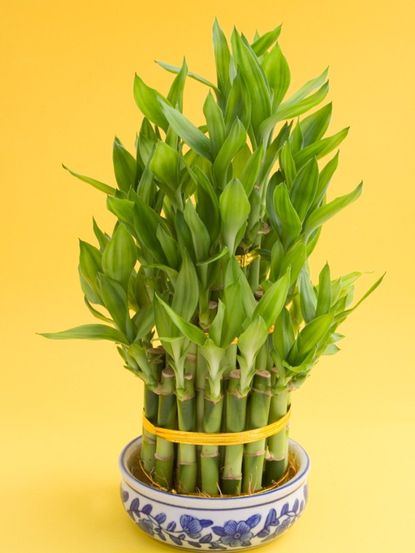 A Potted Lucky Plant