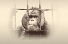 Animal Escapes