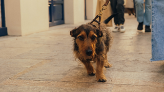 Border terrier walking sideways on a harness and leash