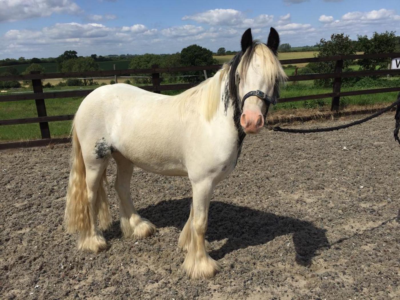 Rehoming from Blue Cross