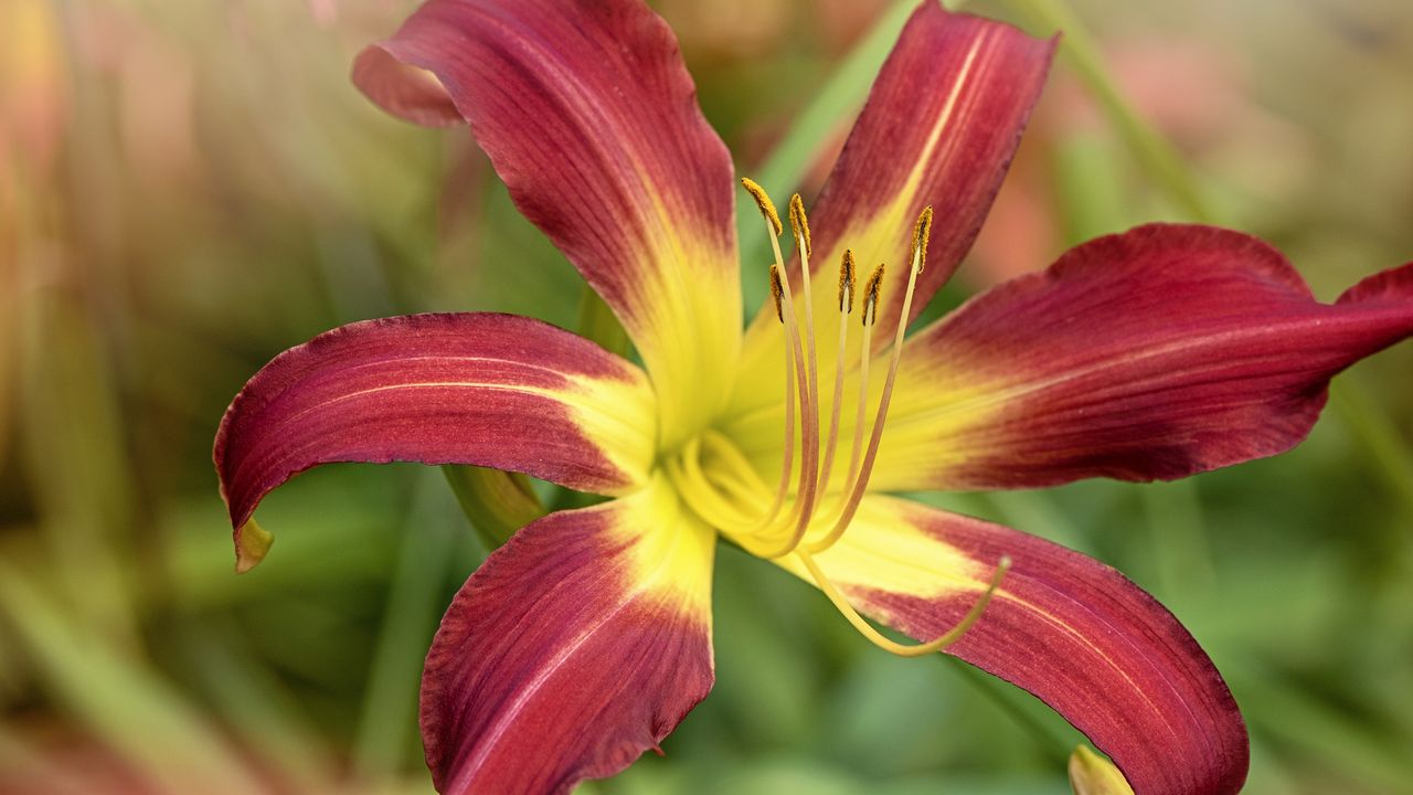 Monty Don tips for growing lilies in pots