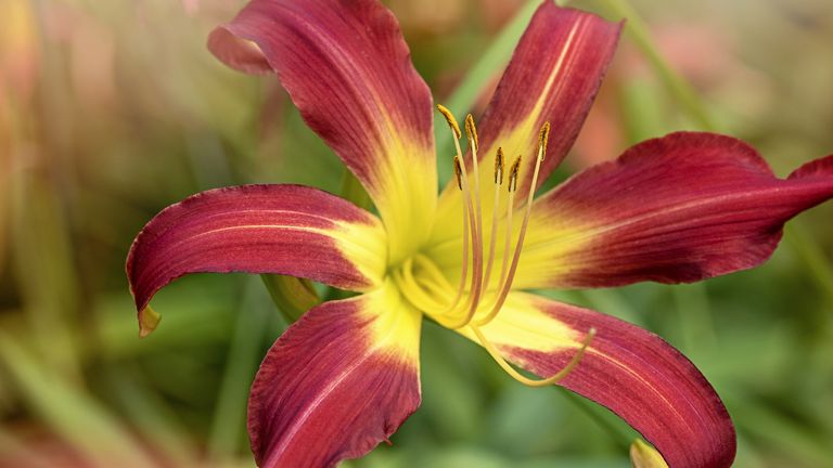 Monty Don tips for growing lilies in pots