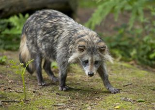 A captive raccoon dog in Germany.