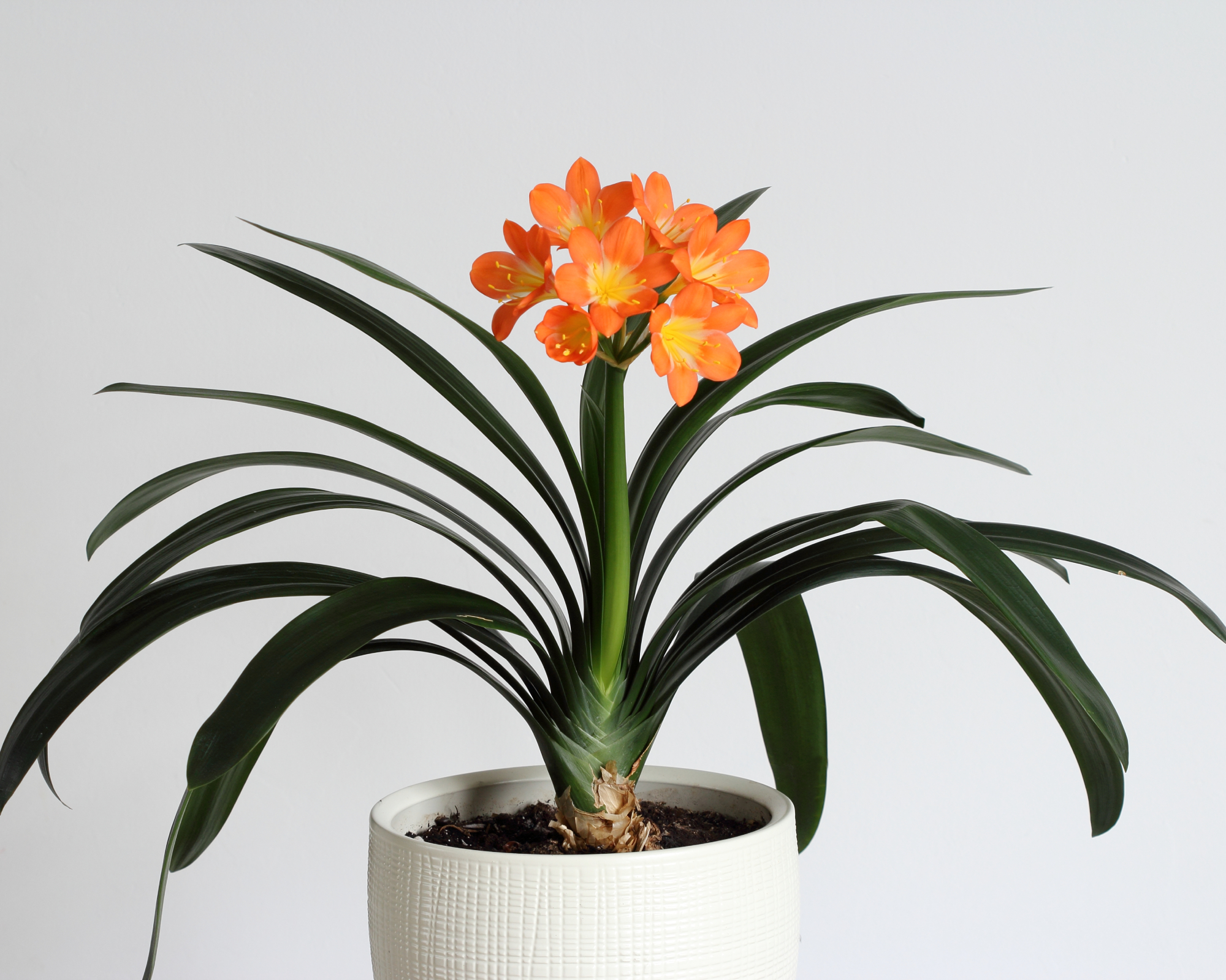 clivia in a pot