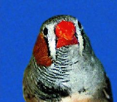 This zebra finch's brain had distinct male and female halves.