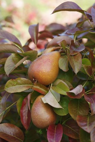 best fruits trees to grow in pots: pear tree