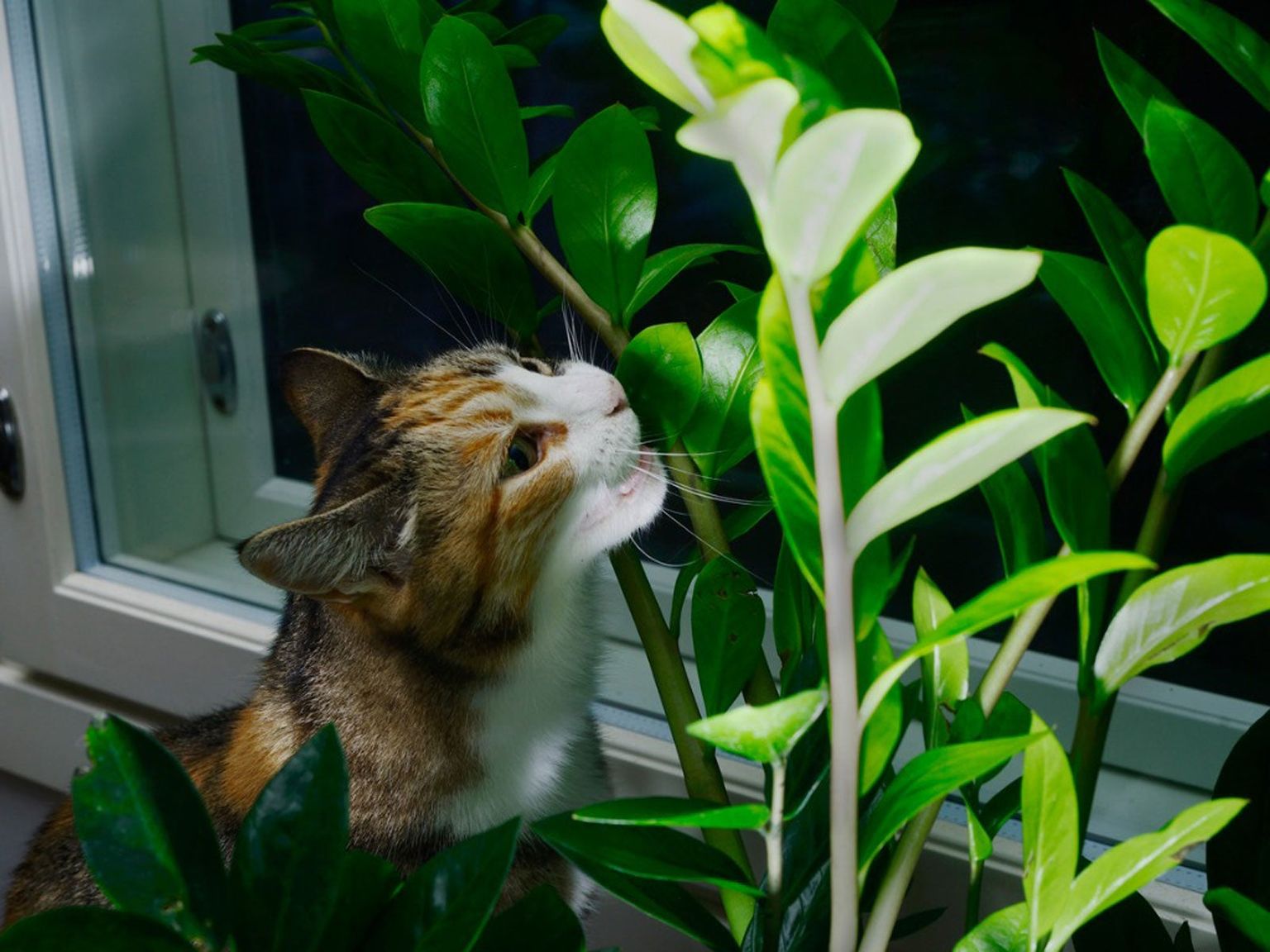 Смертельно опасный цветок для кошек. Кошка ест комнатные растения. Растения опасные для домашних животных. Кот ест домашние растения. Кошка есть домашний цветок.
