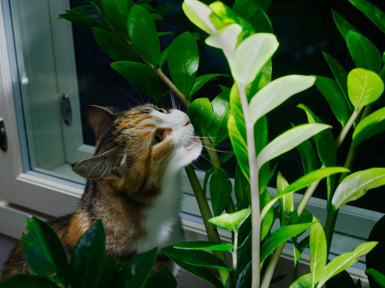Safeguarding Plants From Cats - How To Keep Cats Out Of Houseplants |  Gardening Know How