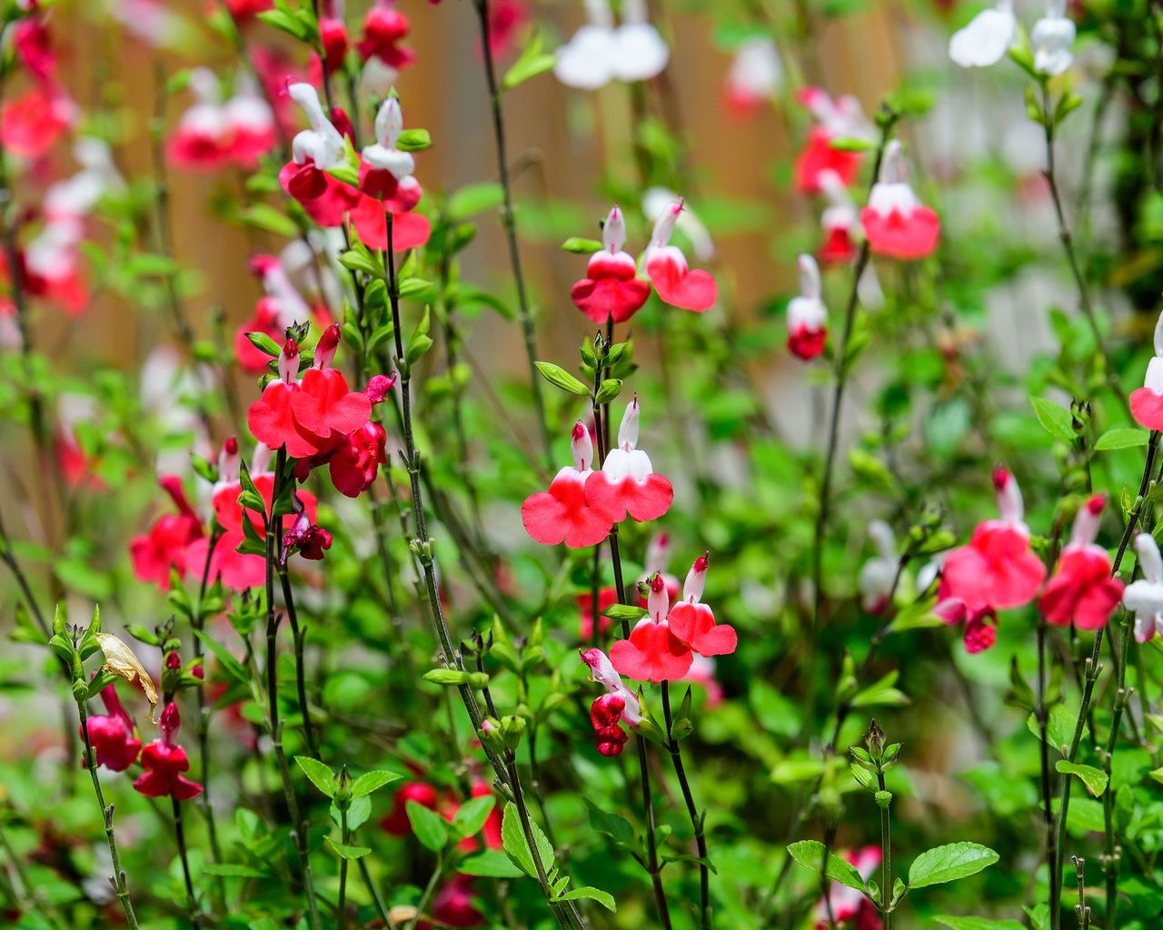 How to grow salvias a stepbystep guide to growing these summer