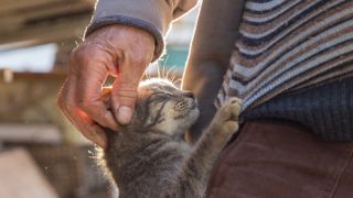 Cat saying hello to senior man