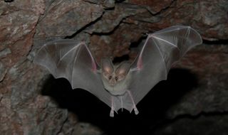 California lead-nosed bat arizona bats