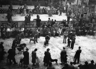 A general view of judging in progress at Crufts Dog Show in the Royal Agricultural Hall