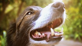 If your dog is not eating, check their teeth for problems