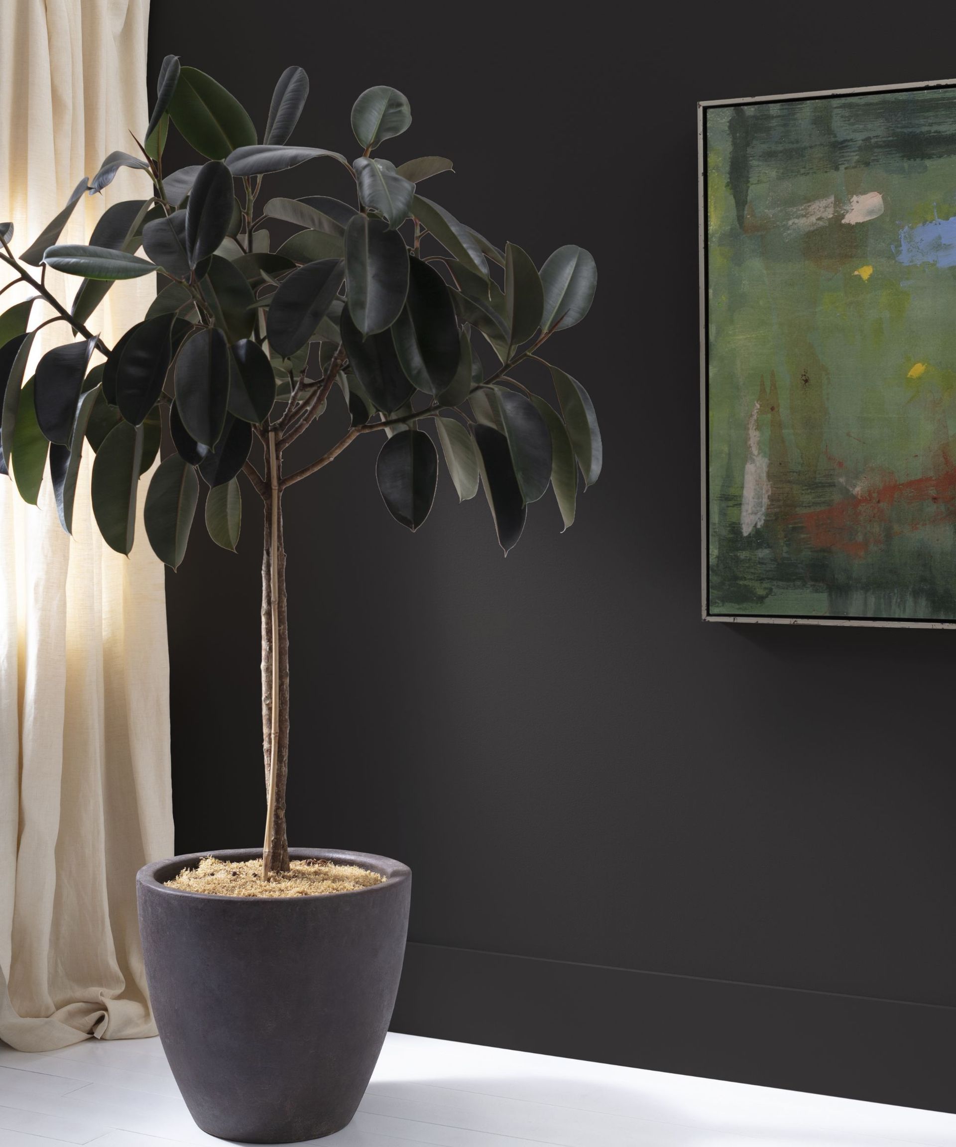 black wall with green artwork, large houseplant in black pot