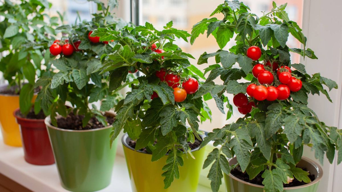 You Can Root Tomato Suckers! How to Turn August Prunings into a Free Fall Harvest