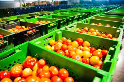Green Plastic Bins Full Of Tomatoes