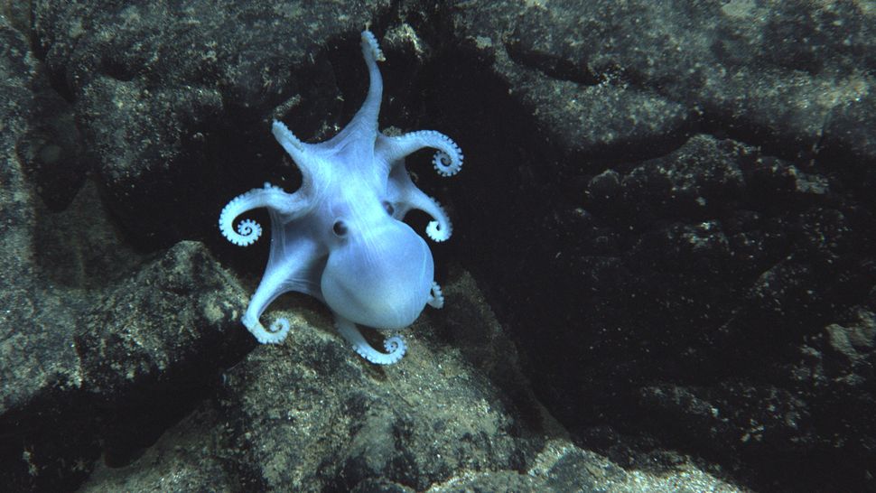 Photos: Hawaii's New Underwater Volcano | Live Science