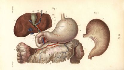 Diagrams of the stomach, duodenum and liver