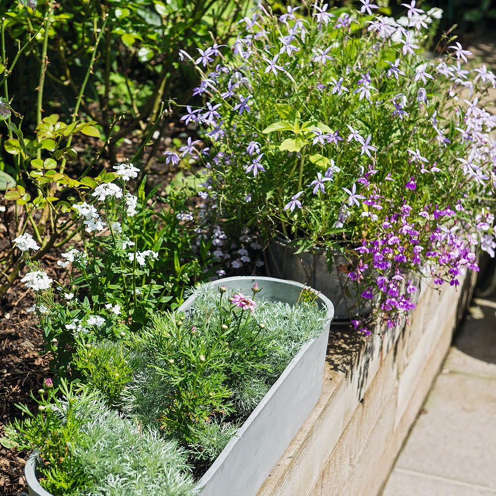 Where can I buy plants locally online? Find local growers in the UK Ideal Home