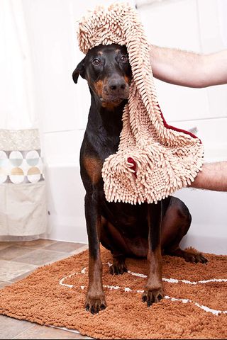 dog towel cleaning a dog in a white room