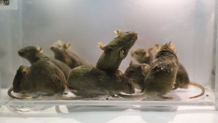 photo of about nine brown lab mice in a clear container