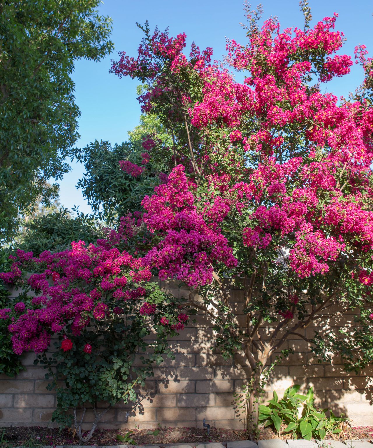 How to prune crepe myrtle and when to prune them Homes & Gardens