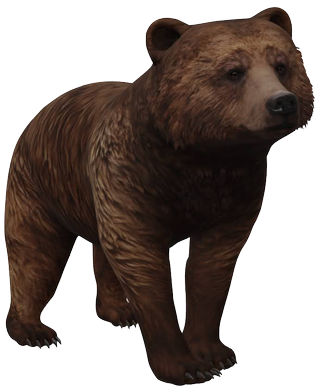 Brown Bear Google Search 3D model