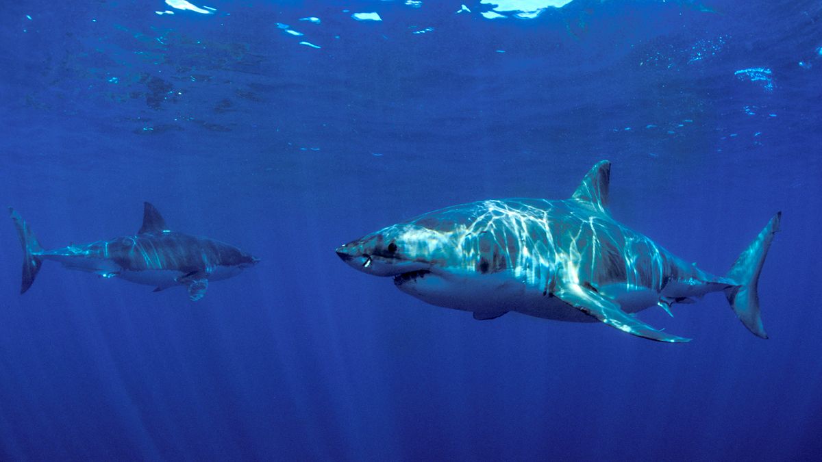 Two awe-inspiring great white sharks embarking on a joint exploration ...