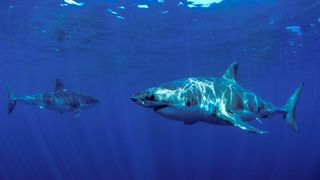 Two great white sharks.