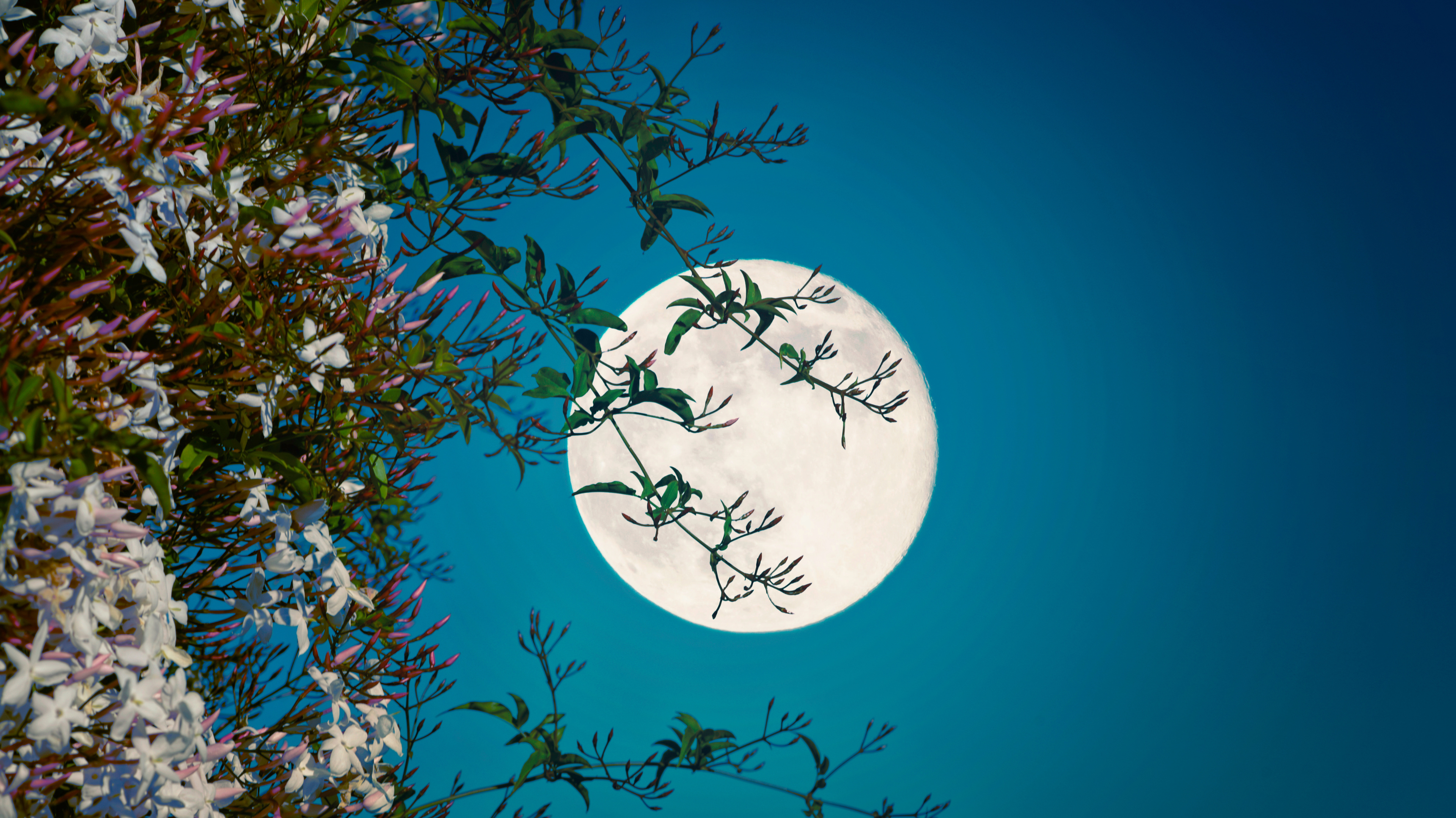 Full moon as seen through jasmine plant.