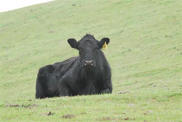 This bovine is not amused.