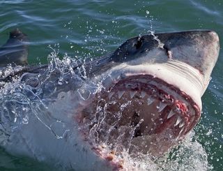 A shark in a promo image for Discovery's Shark Week.