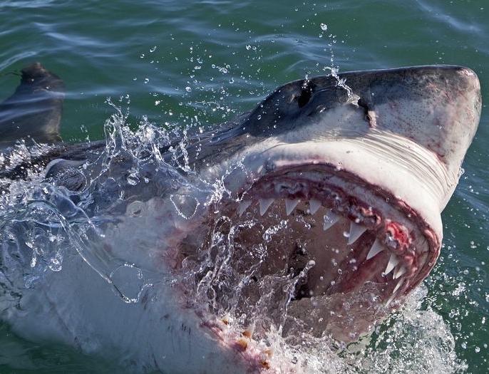 A shark in a promo image for Discovery&#039;s Shark Week.