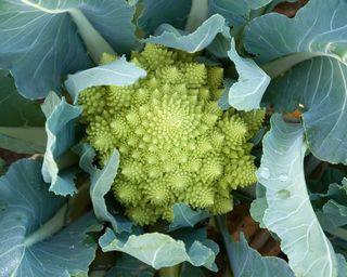 green romanesco