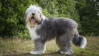 an old English sheepdog stands in a yard and looks into the camera