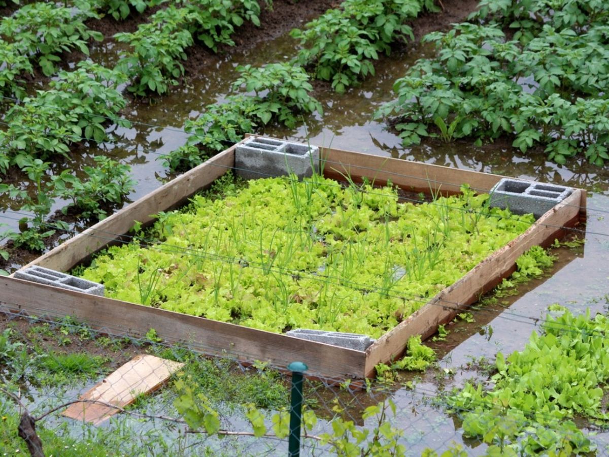 Wet Weather And Plants Will Too Much Rain Kill Plants Gardening Know How
