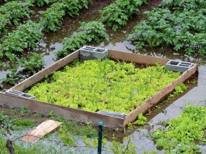 A Wet Ground Garden