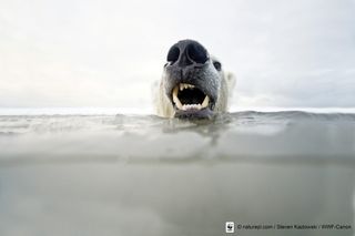 Submerged polar bear, polar extinctions