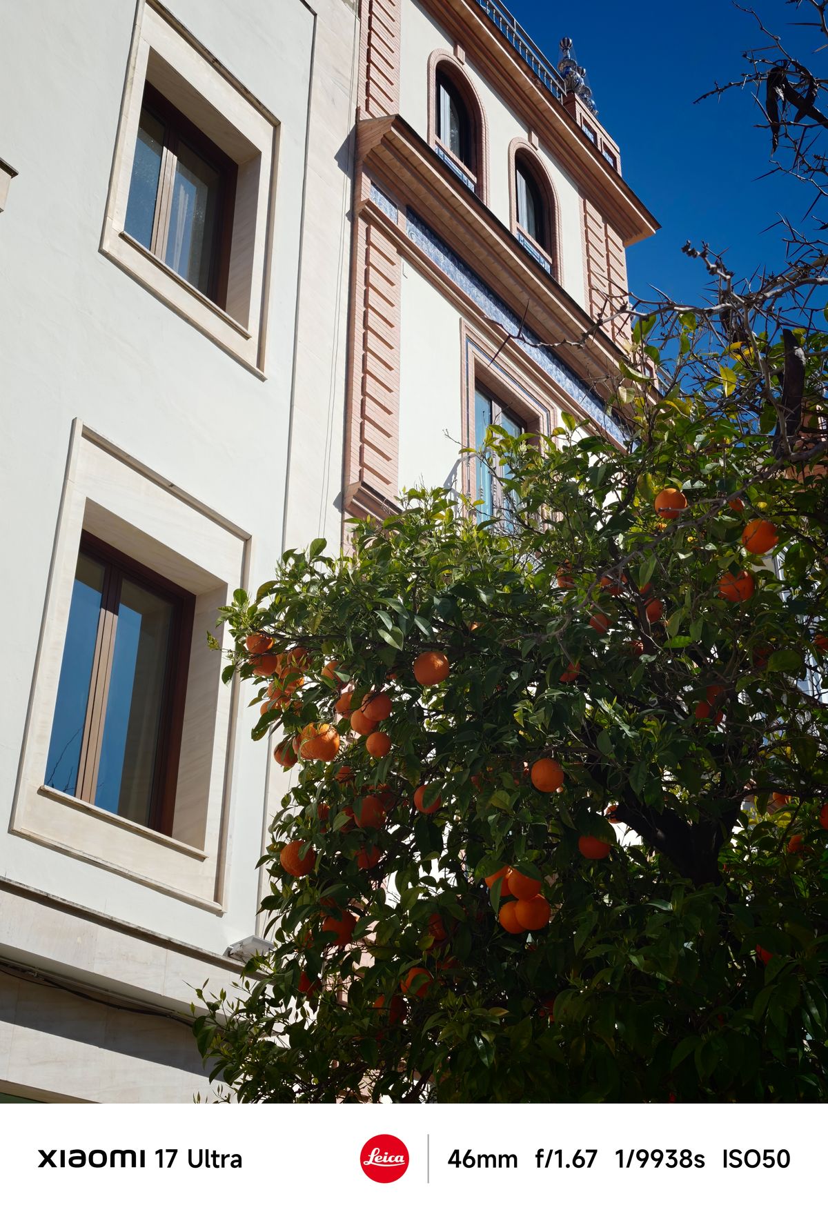 Orange tree heavy with fruit in front of a cream and terracotta building under a clear blue sky.