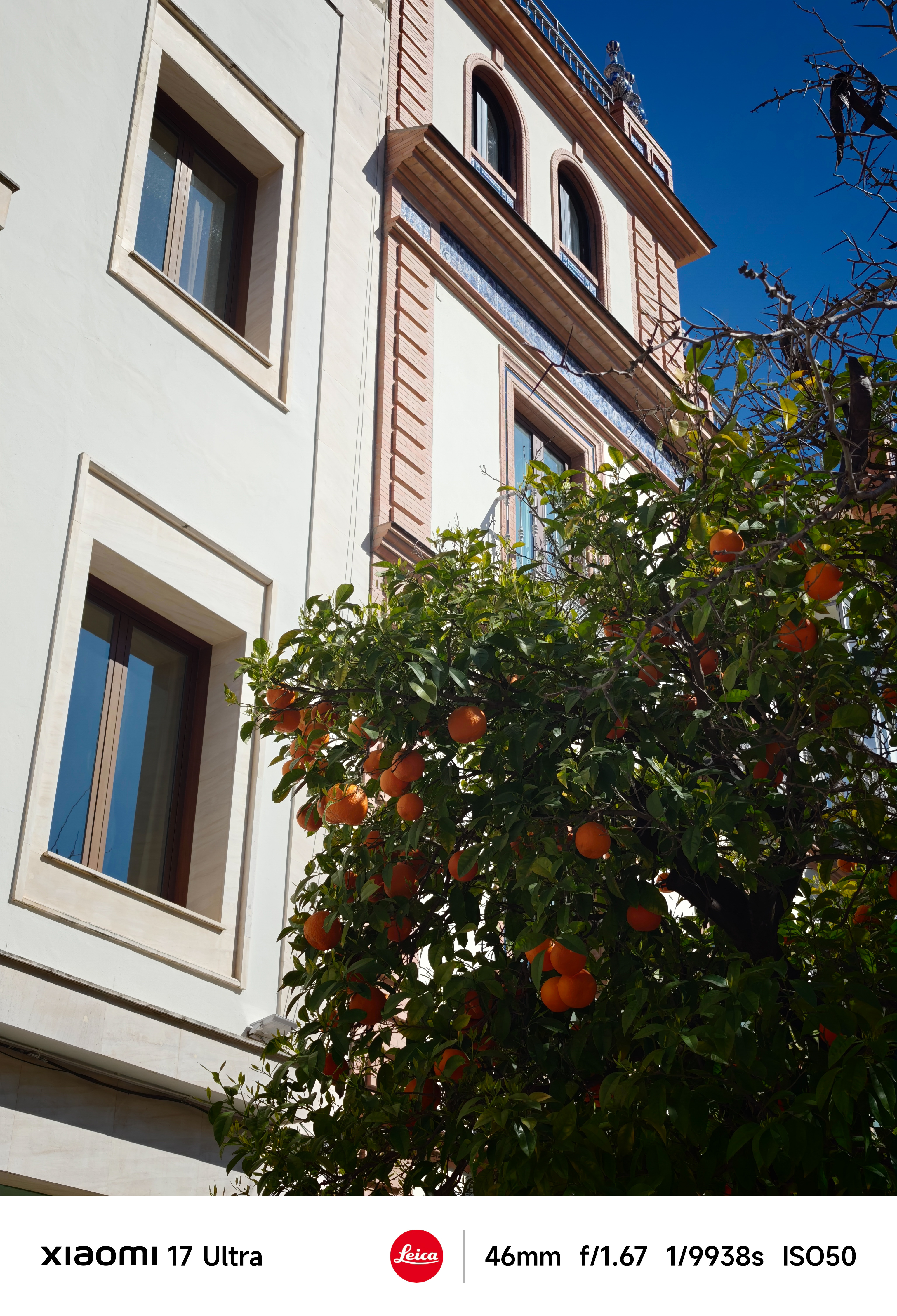 Orange tree heavy with fruit in front of a cream and terracotta building under a clear blue sky.