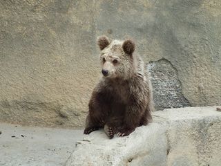A Himalayan brown bear cub.