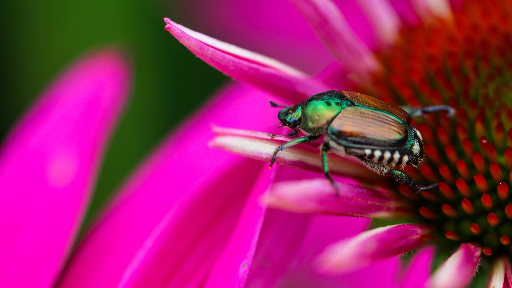 Japanese beetle on pink coneflower