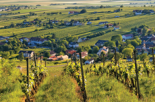 Blaufr&auml;nkisch vineyards